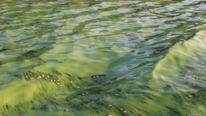 Schwarzmeer - Kanal algengrün