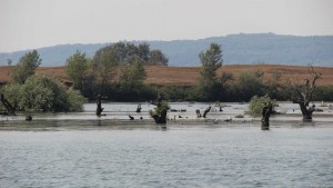 Untiefe Donau